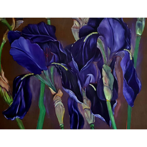 Iris 4 (J.Zacherl)