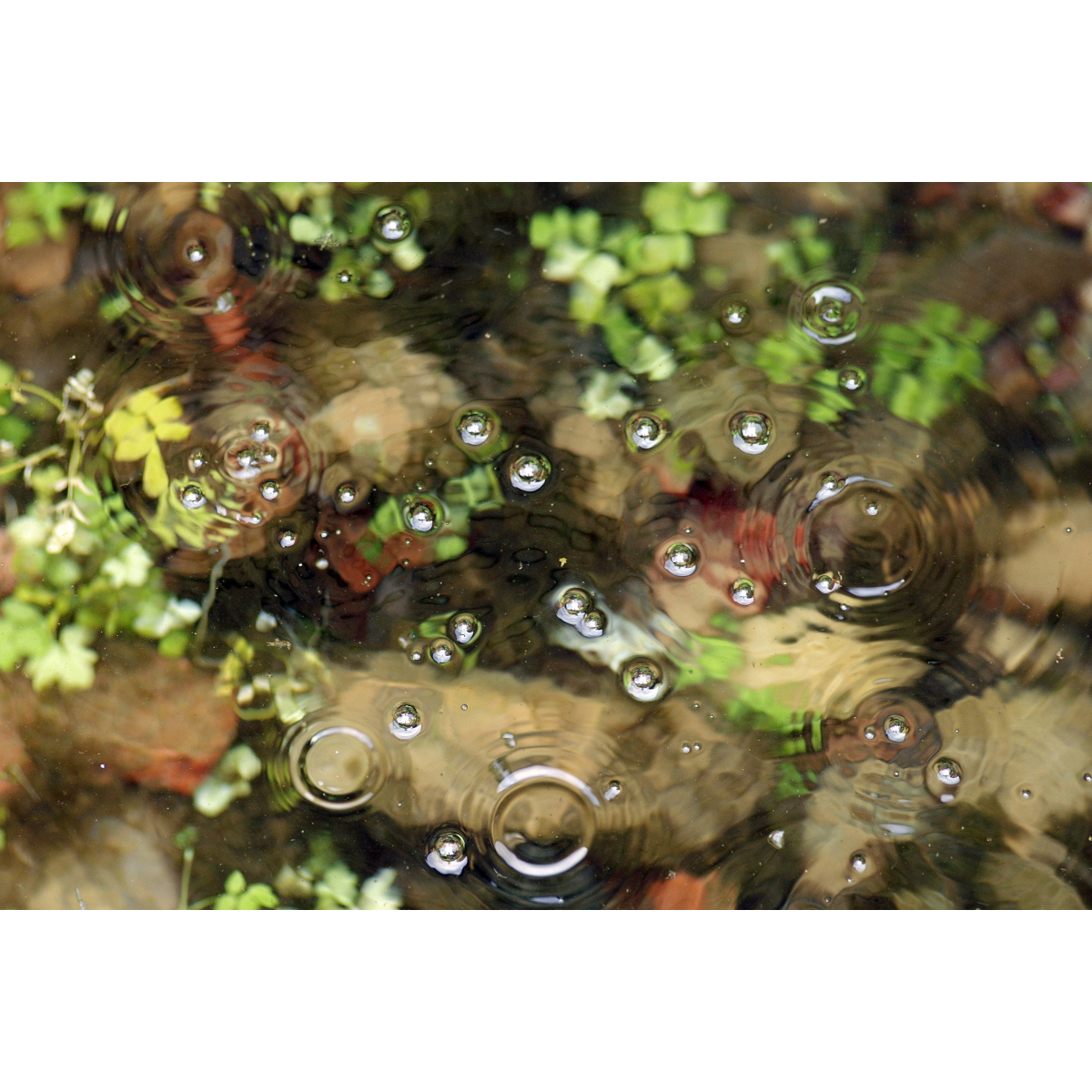 Bulles de verdure (B.Marty)