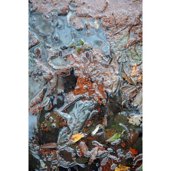 Grenouille d’automne (B.Marty) Grenouille d'automne (B.Marty)