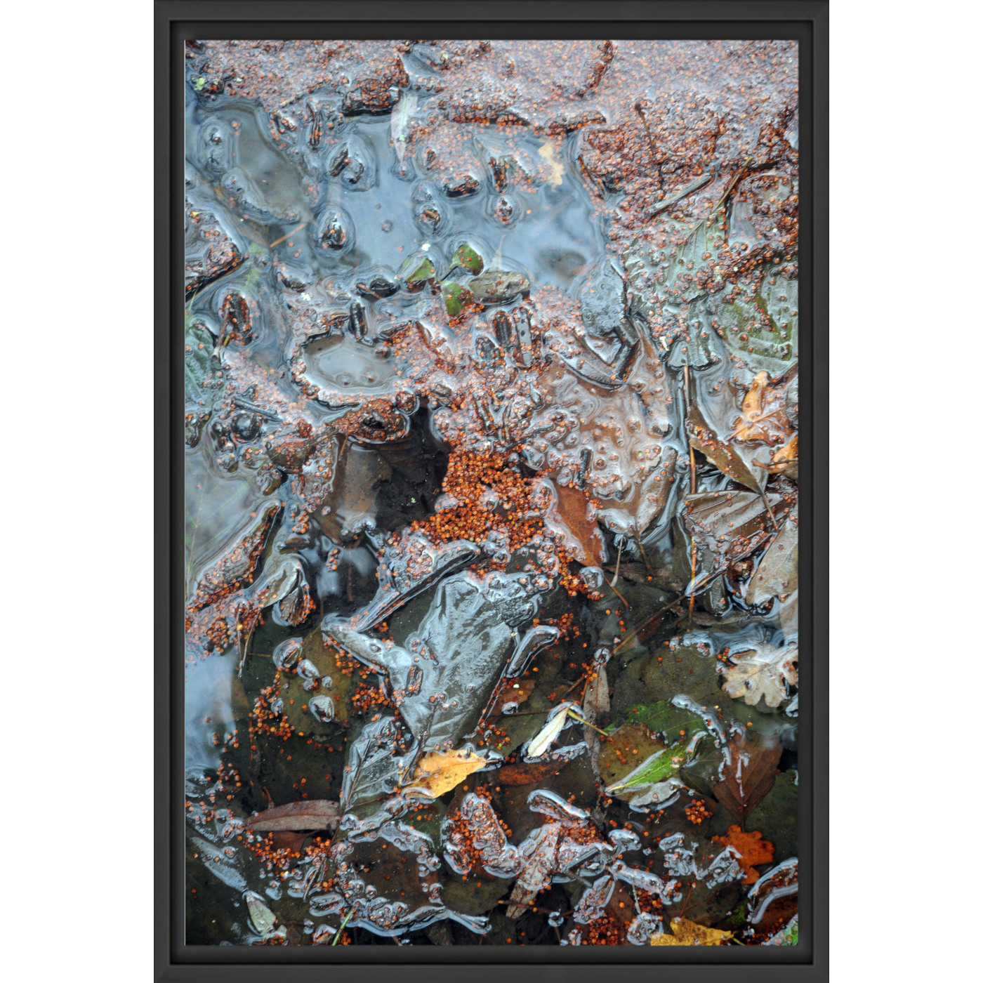 Grenouille d'automne (B.Marty) – Image 2