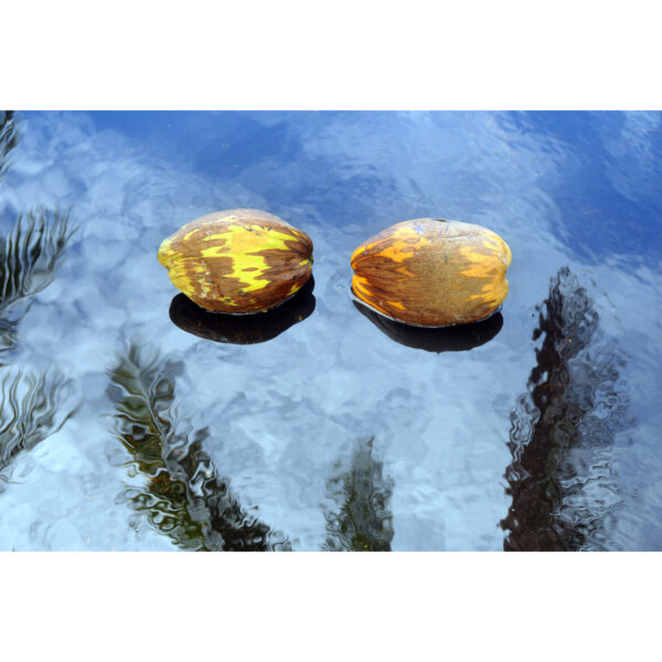 Tête à tête (B.Marty) Tête à tête (B.Marty)