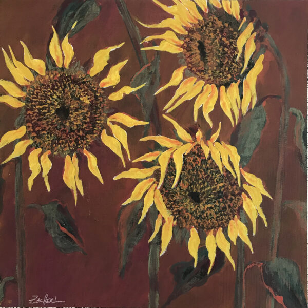 3 tournesols/carton 1 (J.Zacherl)